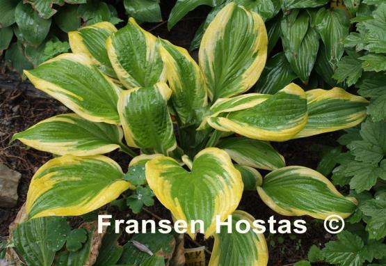 Hosta Mack the Knife